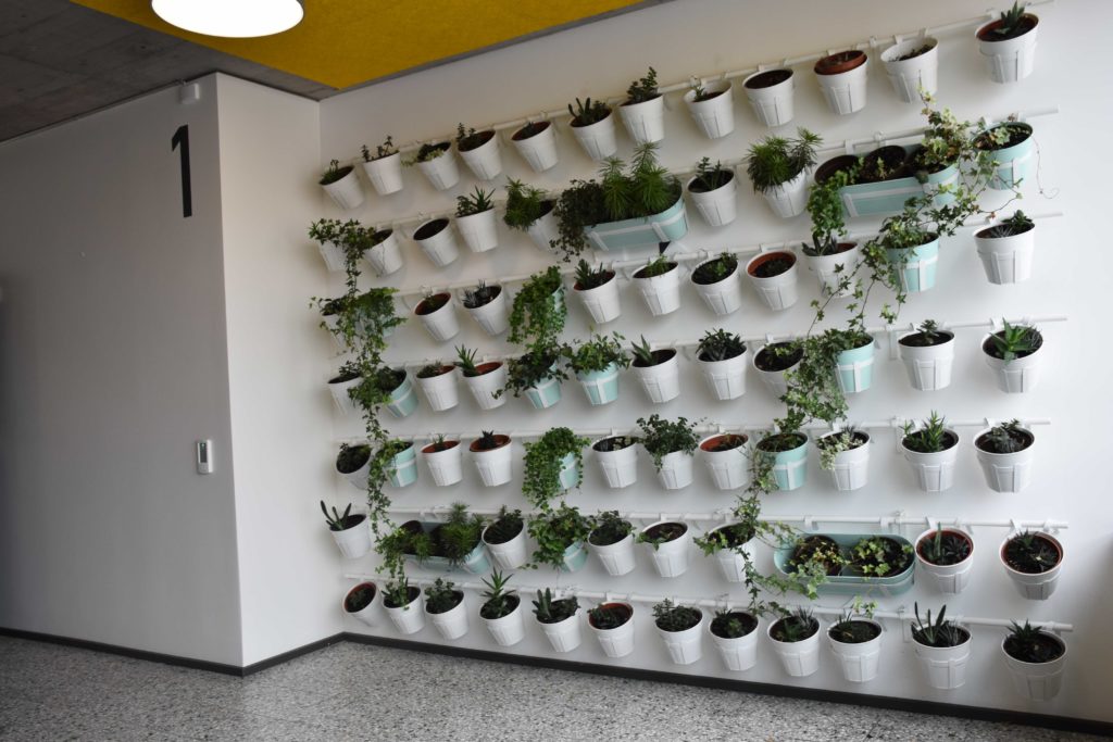 plantes pour décorer le mur